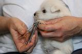 GRIFFES - WESTIE 081